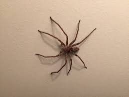 When you see the spider on the floor or a flat surface, you can use a cardboard or a broom to gently cover it and sweep. Spider As Big As A Pug Simplemost