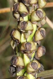 Image result for Corycium