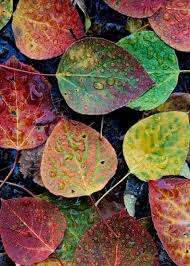 Hojas Coloridas Fine Art Landscape Fine Art Landscape Photography Landscape Photography
