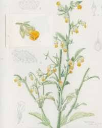 Image result for Hermannia eenii