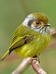 Eared Pygmy Tyrant Myiornis Auricularis Ar Br Py By Thiago T Silva Photo By Thiagotoledo98 On 500px Google C Pet Birds Colorful Birds Beautiful Birds