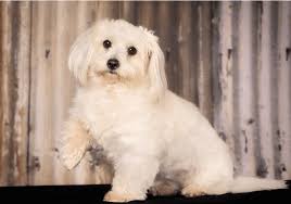 Anyone looking for a small, white fluffy dog, this has to be the breed for you. Coton De Tulear Alles Was Sie Uber Diese Hunderasse Wissen Mussen