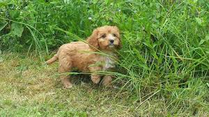All of our puppies come home with you vet checked and vaccinated. Cavapoo Dog Breed Information 11 Things To Know Your Dog Advisor