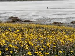 Death is an inevitable, universal process that eventually occurs in all living. Death Valley Sees Extravagant Wildflower Super Bloom Pahrump Valley Times
