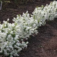 Image result for Exochorda