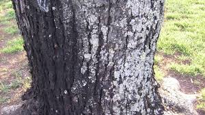 Image result for sooty mould