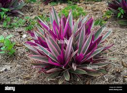 Image result for Tradescantia spathacea