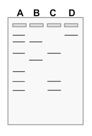 Sometimes students struggle to understand how a mutation could possibly bring about variation. Evidence Of Evolution Review Article Khan Academy