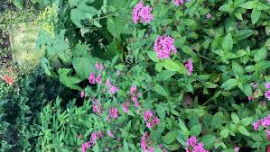 Image result for Pentas pubiflora