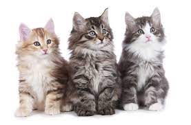 We bring the kitten to your home anywhere in united states. Norwegian Forest Cat Katzen Informationen Zu Den Bienenarten Omlet