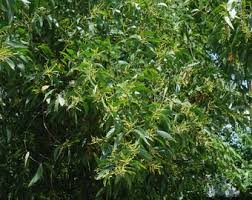 Image result for Entada abyssinica