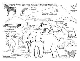 Mammals Coloring Page Classification Coloring Nature Coloring Pages Mammals Pokemon Coloring Pages
