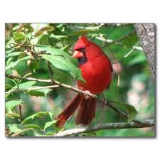 They think they see another male cardinal and attack what they see, which is only their reflection. The Cardinal S Nest Owlcation