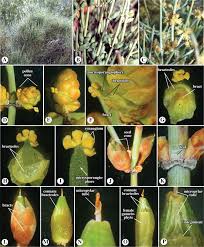 Image result for Gnetaceae