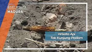 Untuk menikmati wisata api tak kunjung padam ini, wisatawan dapat menyalakan api dipermukaan tanah dengan menggali/mencungkil tanah yang telah dibatasi sebagai area yang dapat memunculkan api. Wisata Api Tak Kunjung Padam Madura