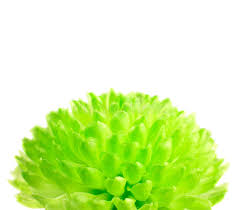 Check spelling or type a new query. 970 Pom Pom Flower Photos Free Royalty Free Stock Photos From Dreamstime
