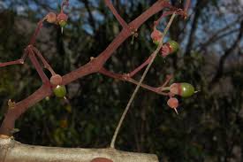 Image result for Cissus humbertii