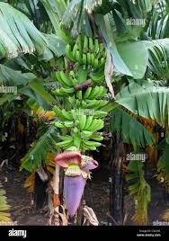 Image result for Musa paradisiaca
