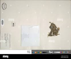 Image result for Didymoglossum erosum