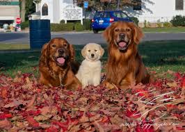 Maybe you would like to learn more about one of these? How To Find A Red Golden Retriever Tippykayak Dog Training Photography