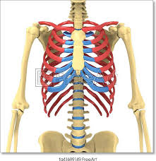 The thoracic cage consists of the 12 thoracic vertebrae, the associated intervertebral discs, 12. Human Body Anatomy Rib Cage Human Anatomy
