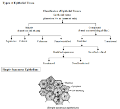 Animal Tissue Structural Organisation In Animals Biology