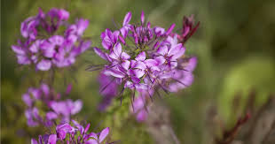 Image result for Cleome iberidella