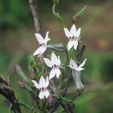 Image result for Cyphia