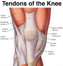 Ankle anatomy the ankle is a joint that connects the lower leg to the foot. Knee Anatomy