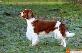 The welsh springer spaniel dog breed was developed as a gundog to flush, or spring, a game in the field. Welsh Springer Spaniel Wds2018