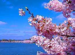 The Beauty Of Creation Cherry Blossom Cherry Flower Cherry Blossom Japan