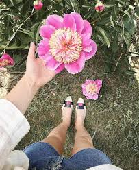 Best flowers for cutting garden zone 7. Cutting Garden Perennials Low Maintenance Plants For Cut Flowers