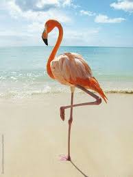 Pin By Mona Moni On Flamingot Flamingo Pictures Flamingo Pink Flamingos