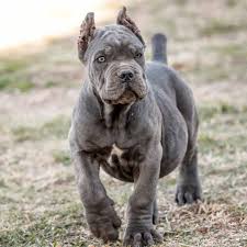 Cane corso italian mastiff is a good guard dog, protector, guardian of the farms, courtyards, and a lean, mean, clean mastiff breed. Cria De Cane Corso Venta De Cane Corsos Comprar Cachorros Cane Corso Online