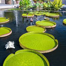 Everyday i sit in the park and eat my silly little salad while i watch the silly little birds all while i contemplate my silly little existence. Ug9kn0qbsqzyhm