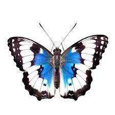 Image result for Limenitis populi