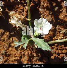 Image result for Ipomoea coptica
