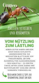 Ameisen Vertreiben Und Bekampfen Mit Bildern Ameisen Ameisen Vertreiben Ameisen Bekampfen