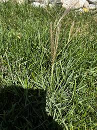 Image result for Eustachys