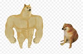 Roblox shirt template 2016 premium and free catalog templates. Swole Doge Vs Swole Doge Vs Cheems Template Png Doge Png Free Transparent Png Images Pngaaa Com