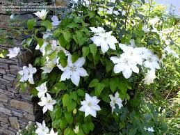 Check spelling or type a new query. Plantfiles Pictures Clematis Early Large Flowered Clematis Gillian Blades Clematis By Mystic