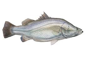 Barramundi Illustration Art Art Fish