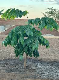 Image result for Erythrophleum suaveolens