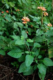 Image result for Crossandra puberula