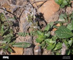 Image result for Satyrium orbiculare