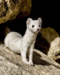 Maybe you would like to learn more about one of these? Colorado Has Two Weasel Colorado Parks And Wildlife Facebook