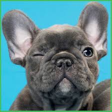 Feel free to contact us with any questions regarding our french bulldogs. French Bulldog Puppies Kc Reg Pets Lovers