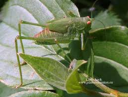 Image result for Buchnera cryptocephala