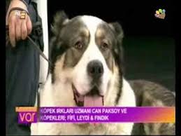 Dev Kopek Fifi Ve Minik Kopek Findik Ile Can Paksoy Tv8 De Youtube