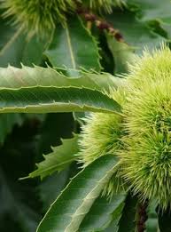 I will enhance your digital pictures or images. Kastanienbaum Castanea Sativa Precoce Des Vans De Nootsaeck